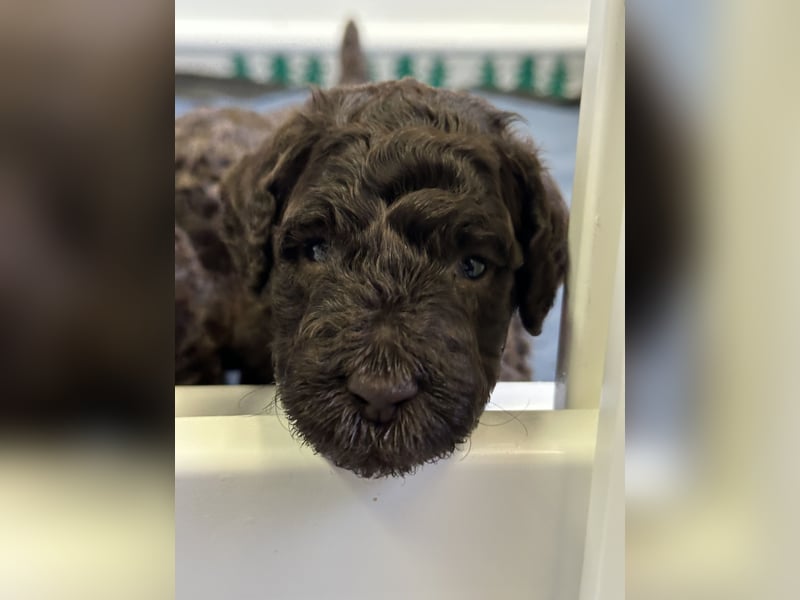 Großpudel Welpen braun