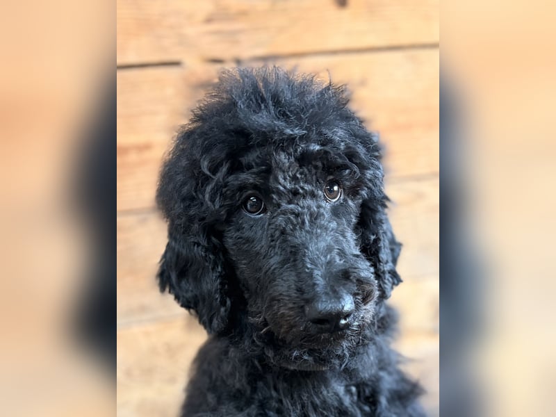 Schwarze Grosspudelwelpen