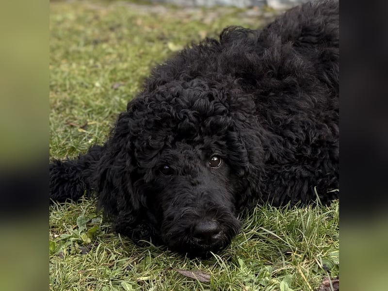 Die Zwei vom Kap Arkona (Grosspudelwelpen)