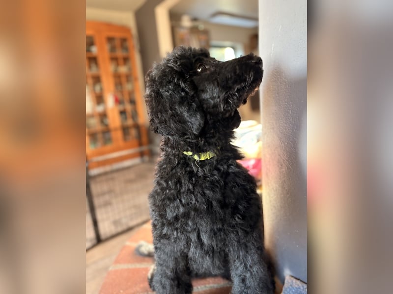 Die Zwei vom Kap Arkona (Grosspudelwelpen)