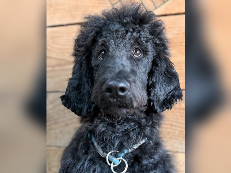 Schwarze Grosspudelwelpen