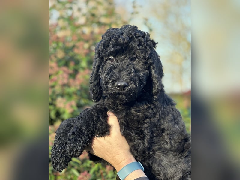 Die Zwei vom Kap Arkona (Grosspudelwelpen)