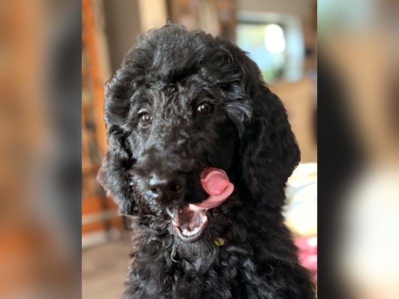 Die Zwei vom Kap Arkona (Grosspudelwelpen)