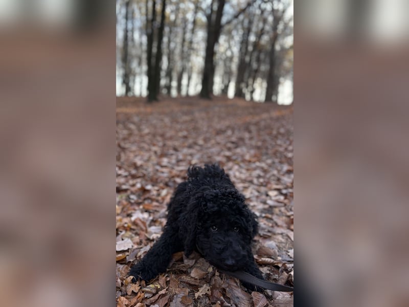 Die Drei vom Kap Arkona (Grosspudelwelpen)