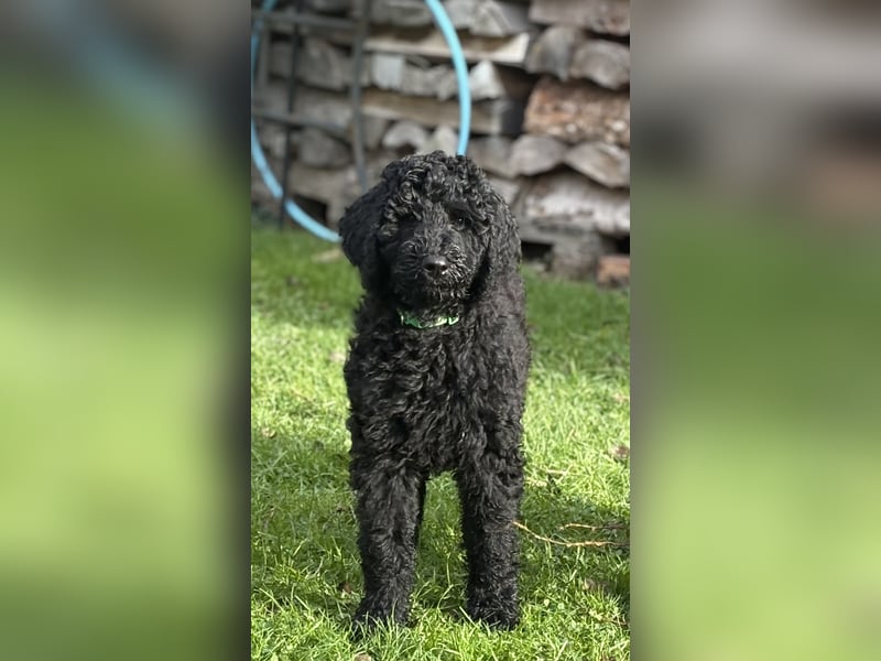 Die Drei vom Kap Arkona (Grosspudelwelpen)