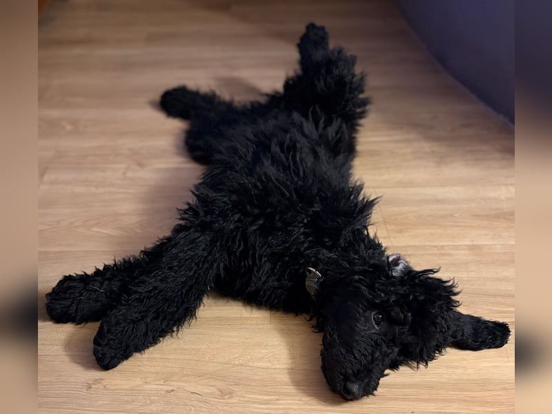 Schwarze Grosspudelwelpen