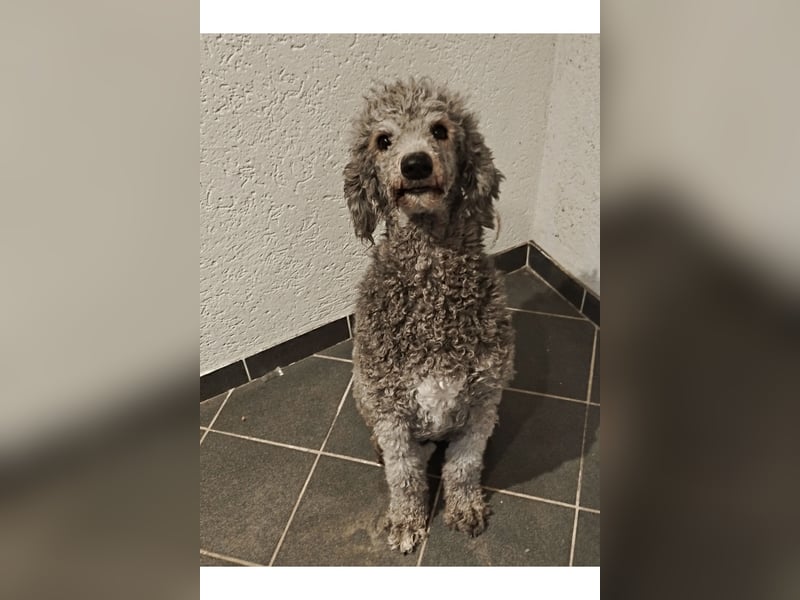 Wunderschöne Königspudel Junghunde