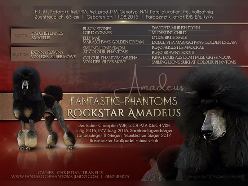Ch. Fantastic Phantoms RockStar Amadeus