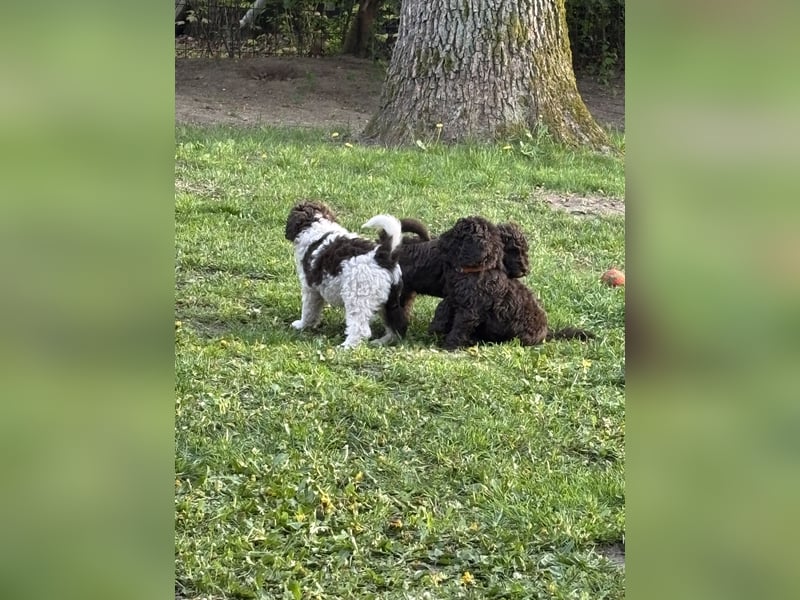 Liebevolle Königspudel Welpen 1 Rüde in schokobraun ab 15.5