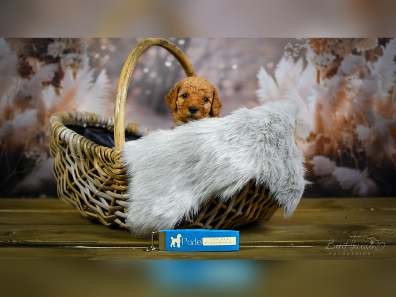 Königspudel Welpen grosspudel