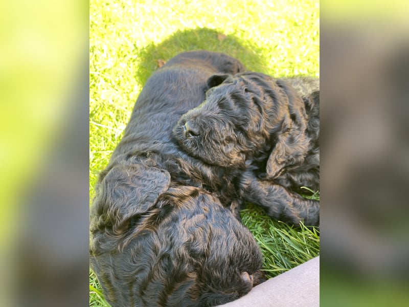 Oettie sucht sein FÜR-IMMER-ZUHAUSE