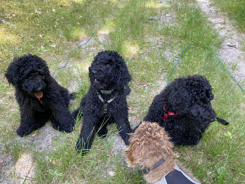 Oettie sucht sein FÜR-IMMER-ZUHAUSE