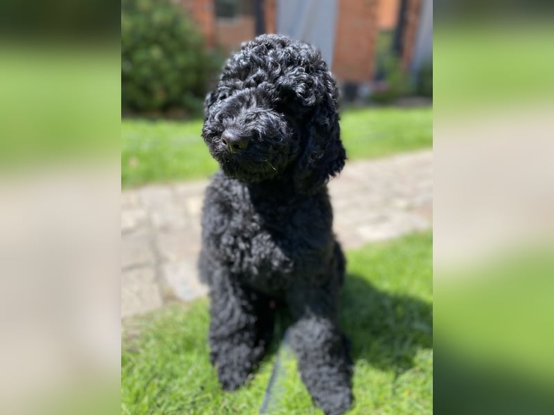 Oettie sucht sein FÜR-IMMER-ZUHAUSE