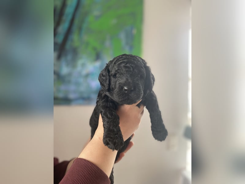 Oettie sucht sein FÜR-IMMER-ZUHAUSE