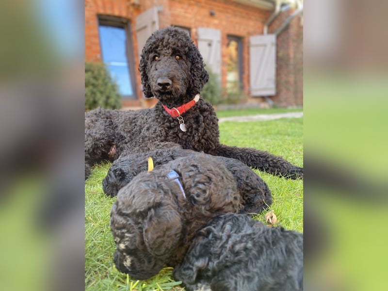 Oettie sucht sein FÜR-IMMER-ZUHAUSE
