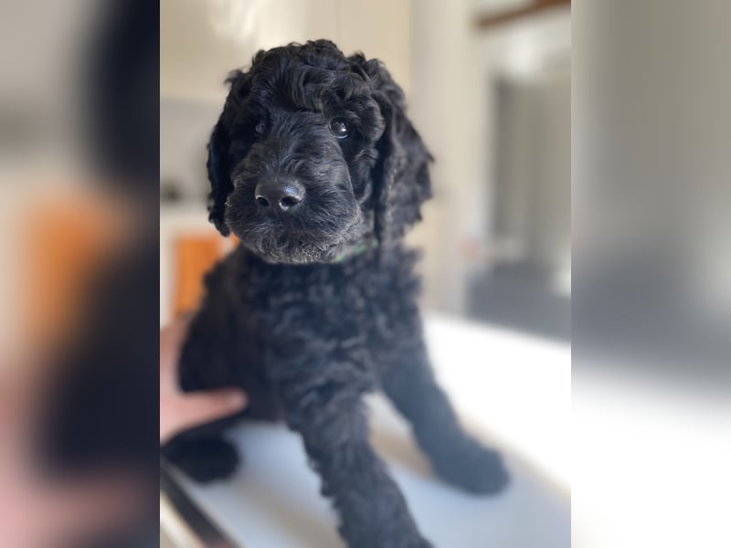 Oettie sucht sein FÜR-IMMER-ZUHAUSE