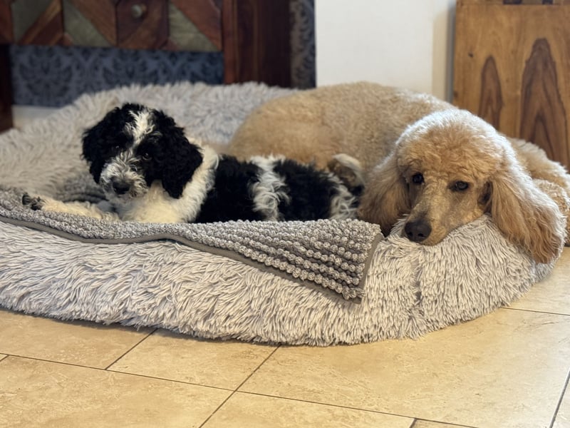Bezaubernde Königspudel Welpen, Großpudel, Harlekin, Pudel, Videos