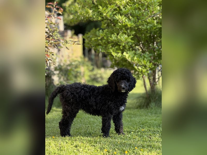 Bezaubernde Königspudel Welpen, Großpudel, Harlekin, Pudel, Videos