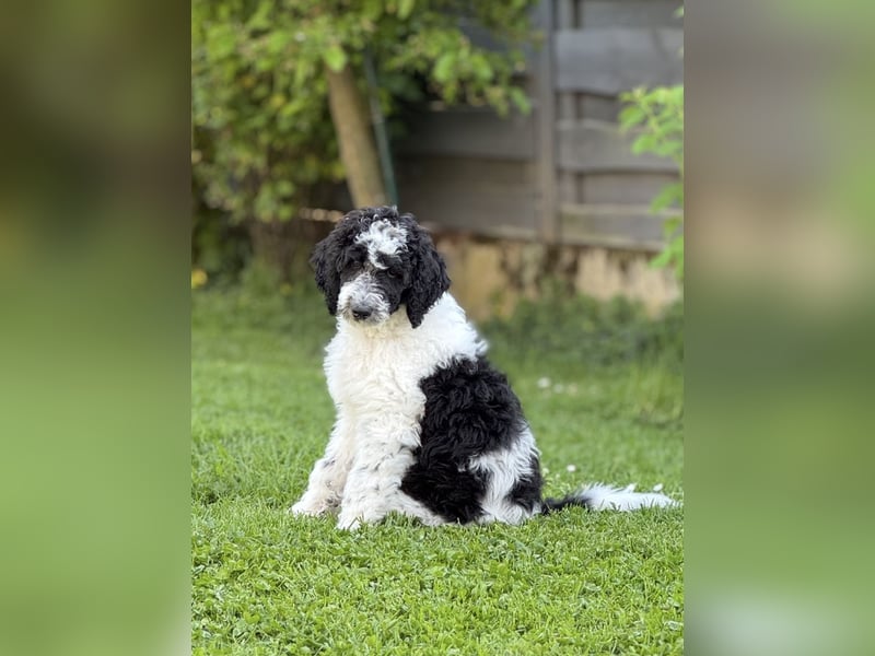 Bezaubernde Königspudel Welpen, Großpudel, Harlekin, Pudel, Videos