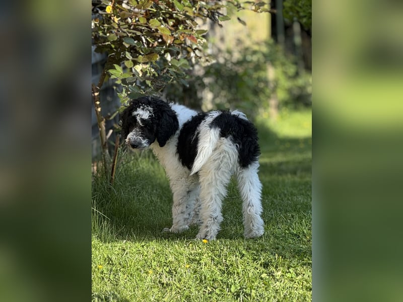Bezaubernde Königspudel Welpen, Großpudel, Harlekin, Pudel, Videos