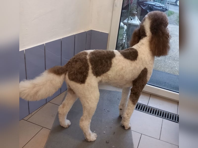 Bezaubernde Königspudel Welpen, Großpudel, Harlekin, Pudel, Videos