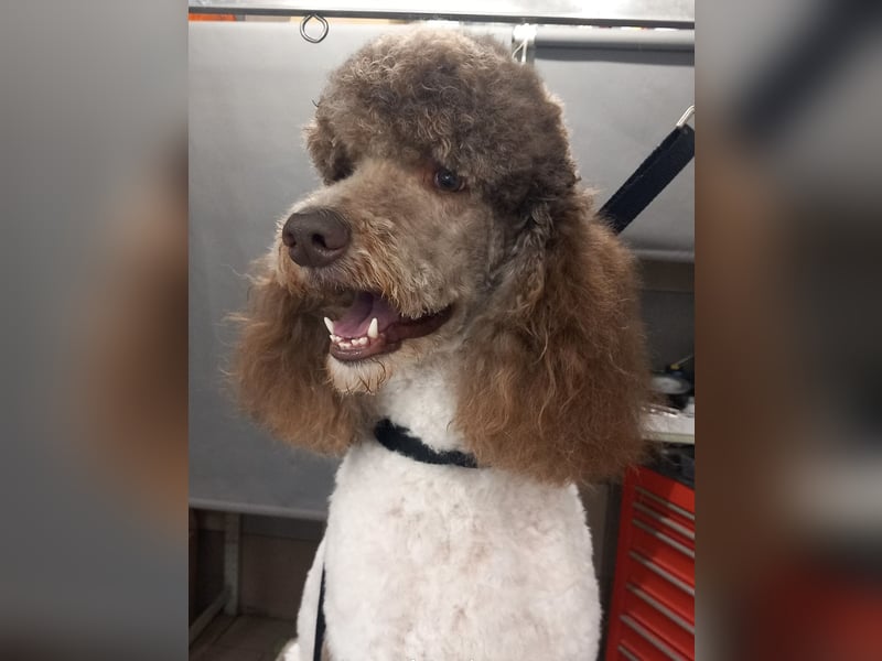 Bezaubernde Königspudel Welpen, Großpudel, Harlekin, Pudel, Videos