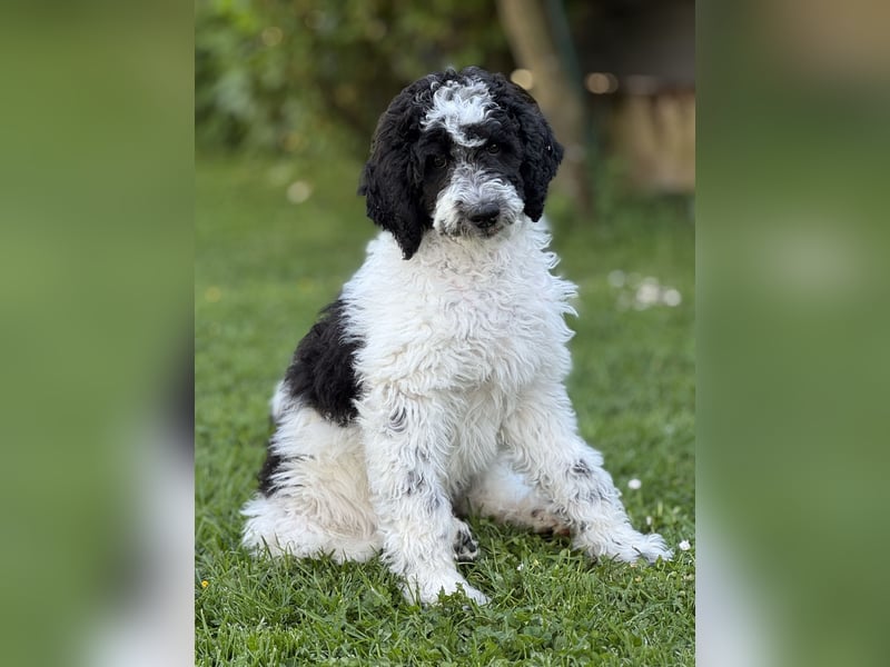 Bezaubernde Königspudel Welpen, Großpudel, Harlekin, Pudel, Videos