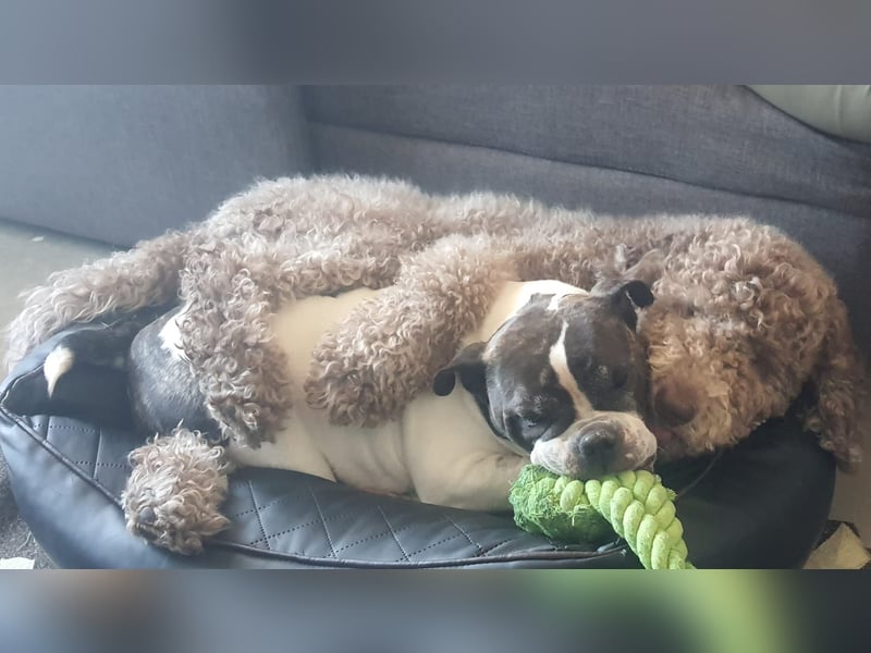 Großpudel 2,5 Jahre Rüde