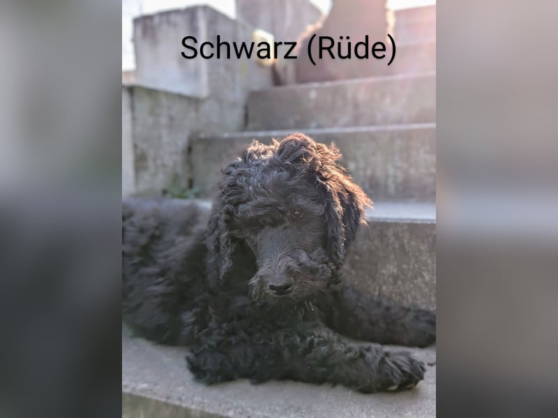 Königspudelwelpen in der Farbe Schwarz