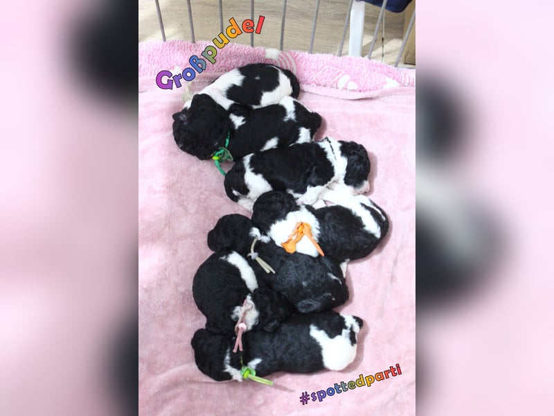Großpudelwelpen Harlekin suchen zuhause