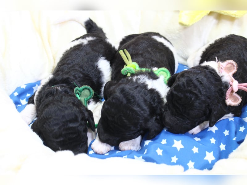 Großpudelwelpen Harlekin suchen zuhause