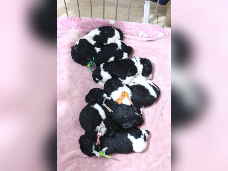 Großpudelwelpen Harlekin suchen zuhause