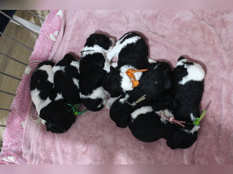 Großpudelwelpen Harlekin suchen zuhause