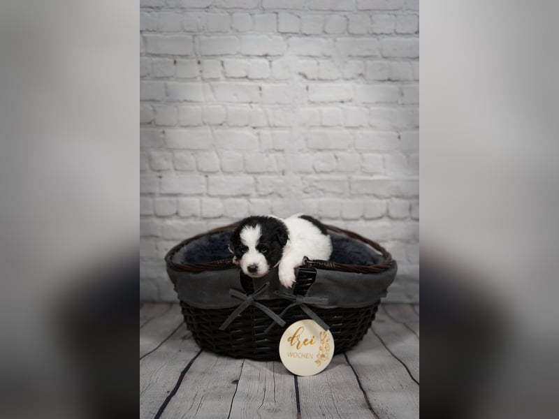 Großspitz Welpen schwarz weiß gescheckt