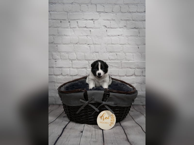 Großspitz Welpen schwarz weiß gescheckt