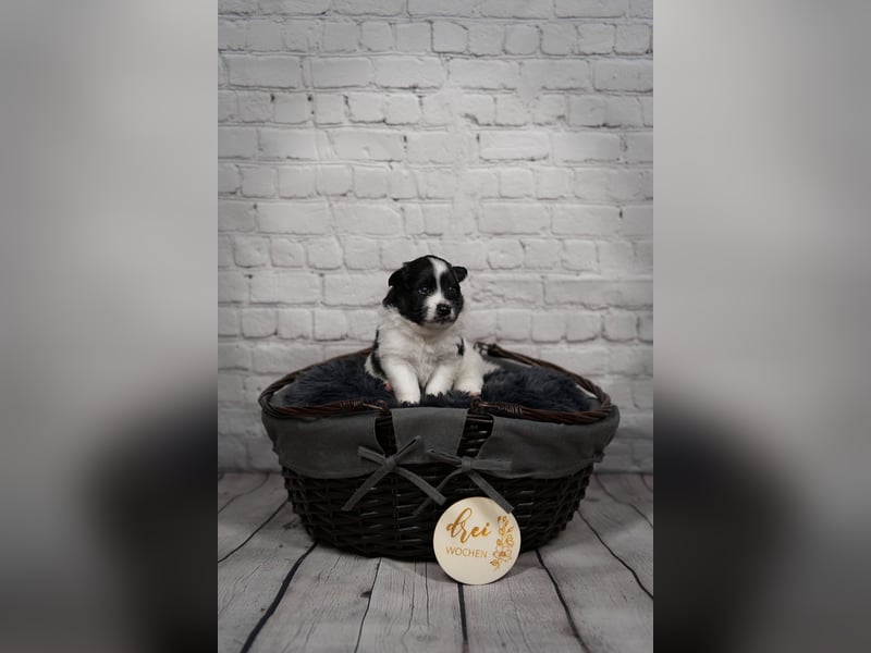 Großspitz Welpen schwarz weiß gescheckt