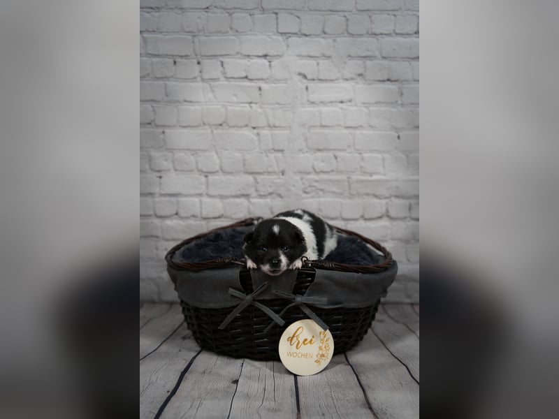 Großspitz Welpen schwarz weiß gescheckt