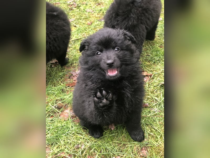 Spitz-Welpen aus liebevoller Hobbyzucht - Großspitz schwarz und grau - Deutsche Spitze