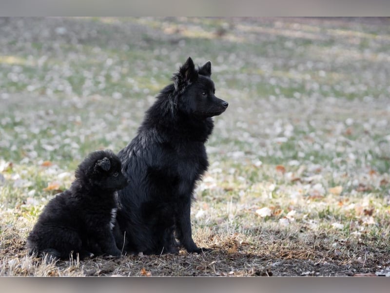 Spitz-Welpen aus liebevoller Hobbyzucht - Großspitz schwarz und grau - Deutsche Spitze