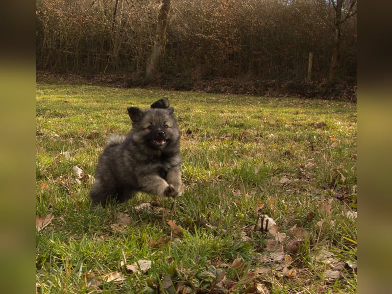 Spitz-Welpen aus liebevoller Hobbyzucht - Großspitz schwarz und grau - Deutsche Spitze
