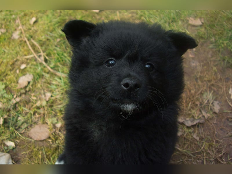 Spitz-Welpen aus liebevoller Hobbyzucht - Großspitz schwarz und grau - Deutsche Spitze