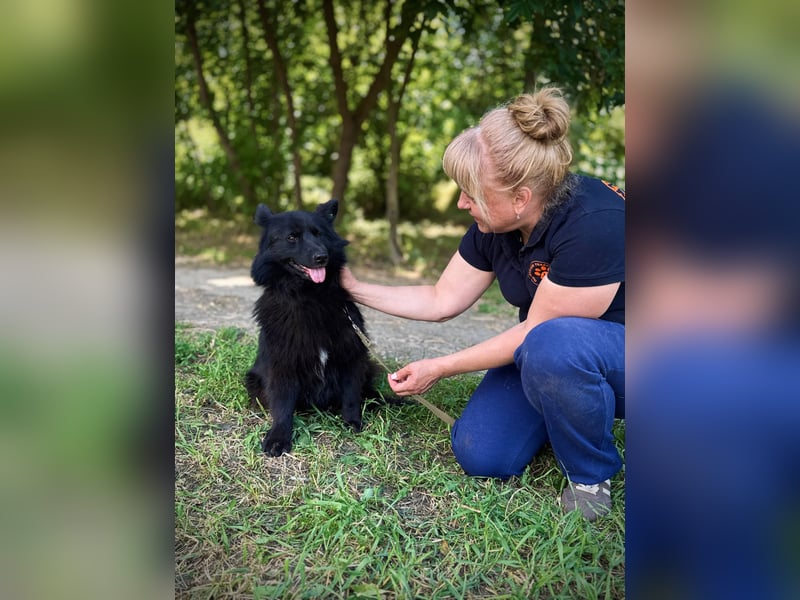 SHIMMY Hat lange um ihren Menschen getrauert (Ukraine)
