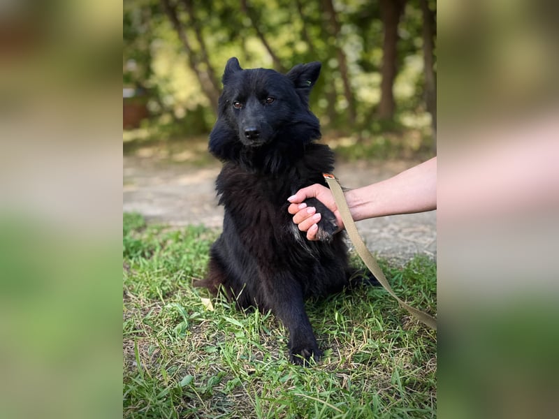 SHIMMY Hat lange um ihren Menschen getrauert (Ukraine)