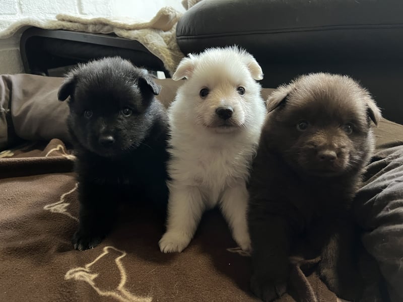 Großspitzwelpen Hündin schwarz und weiß