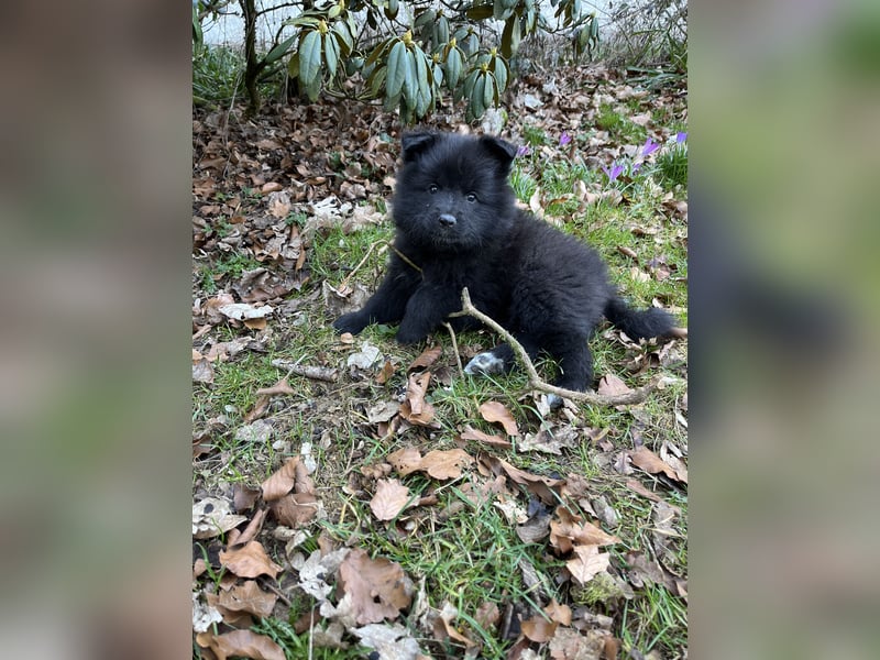Großspitzwelpen Hündin schwarz