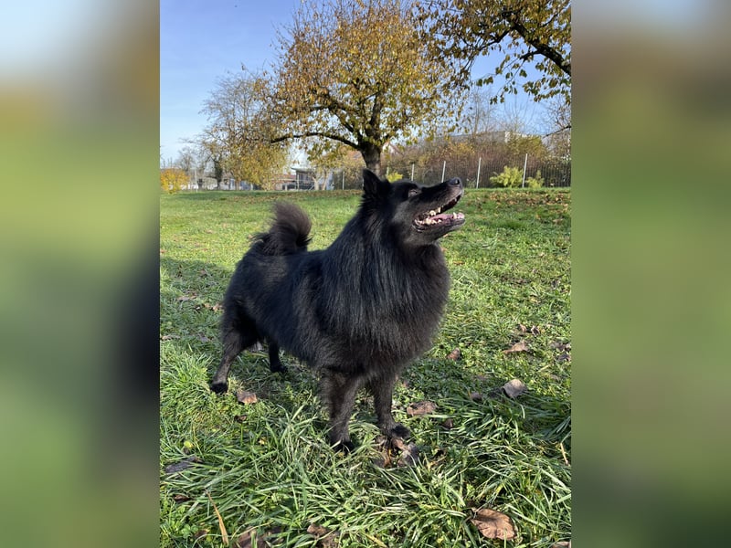 Großspitzwelpen Hündin schwarz und weiß