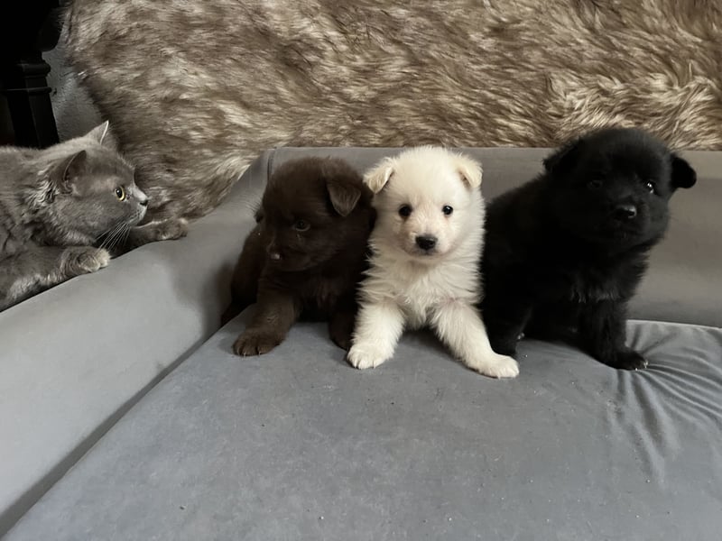 Großspitzwelpen Hündin schwarz und weiß