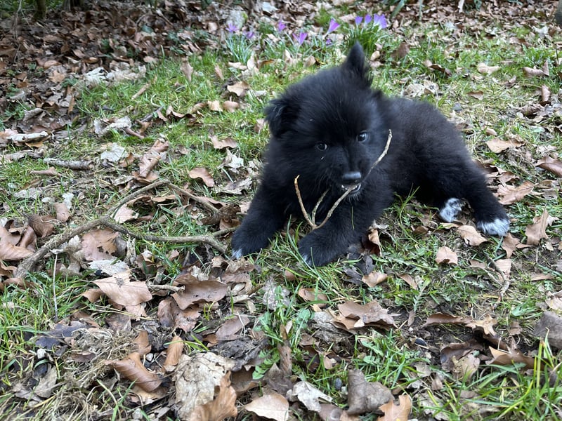 Großspitzwelpen Hündin schwarz