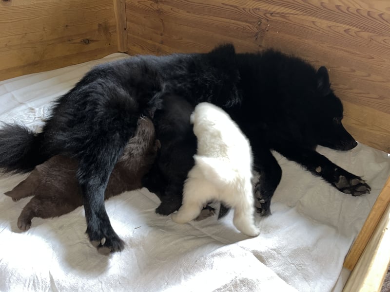 Großspitzwelpen Hündin schwarz und weiß