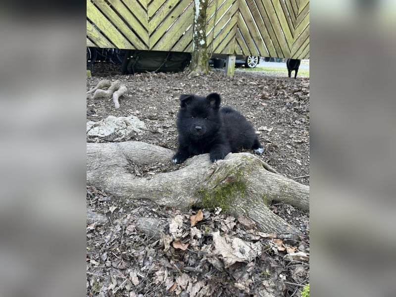 Großspitzwelpen Hündin schwarz